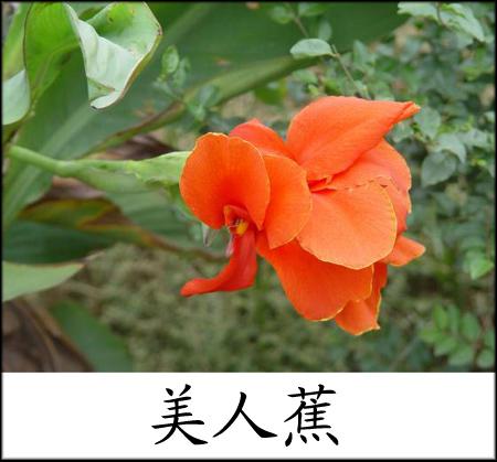 美人蕉花