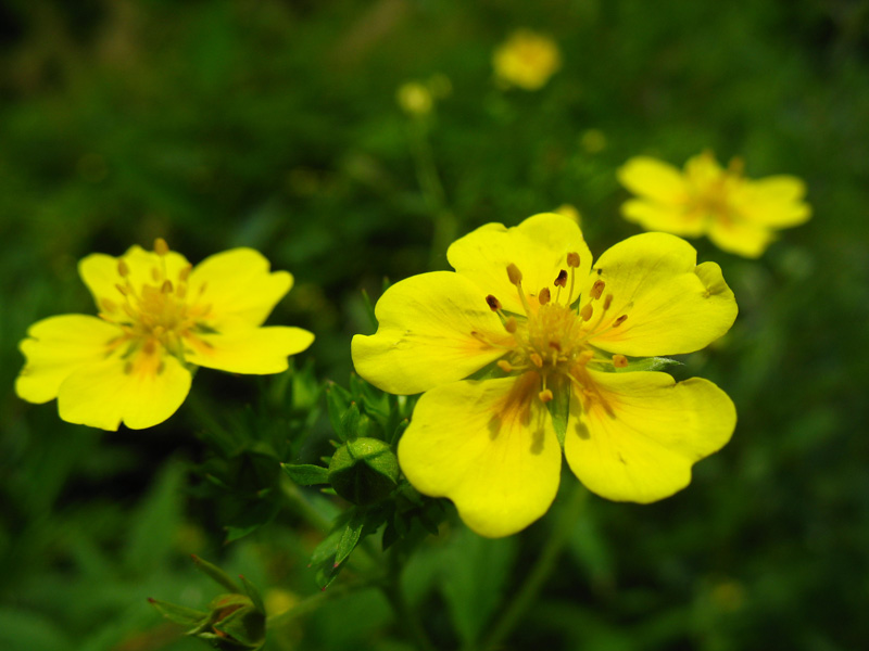 狼牙委陵菜