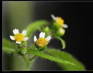 辣子草