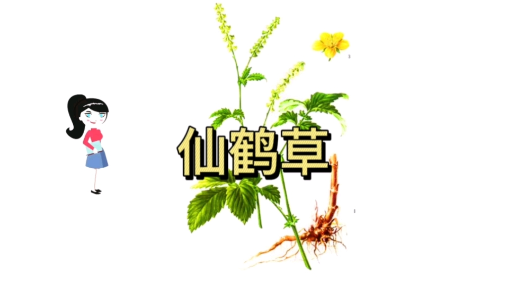 白鹤穿云草药功效(白鹤穿云草药：祛湿止痛，调理身体)