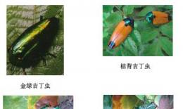 吉丁虫