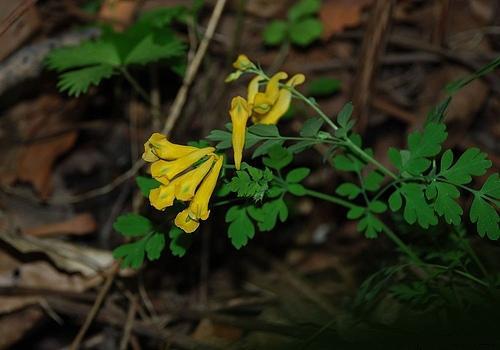 黄花紫堇