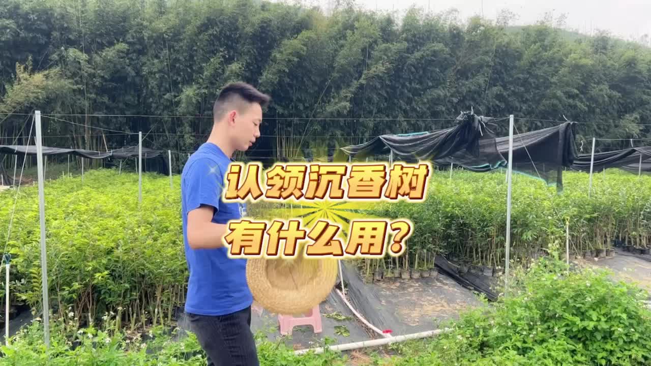 白银香树的功效(白银香树：祛湿止痛，调节气血，缓解疲劳)