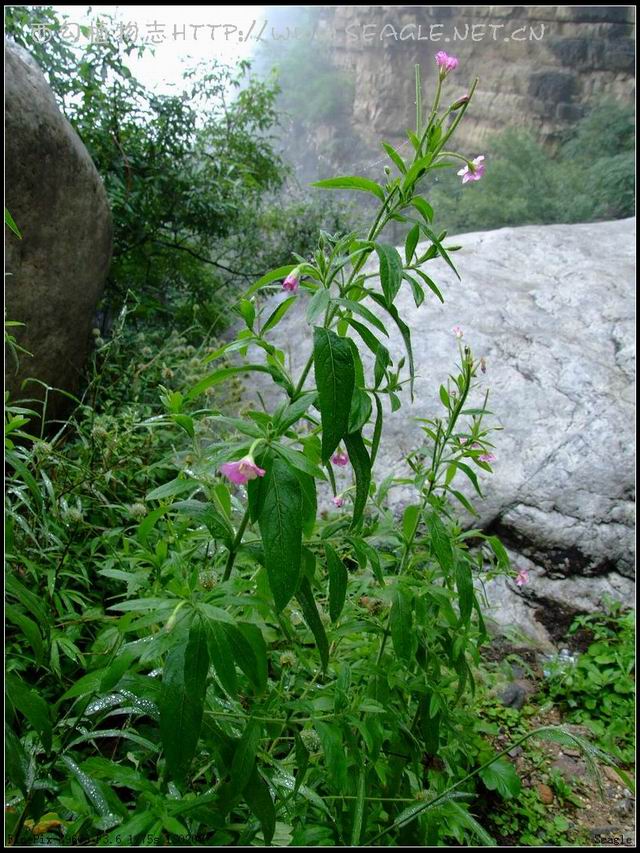 广布柳叶菜