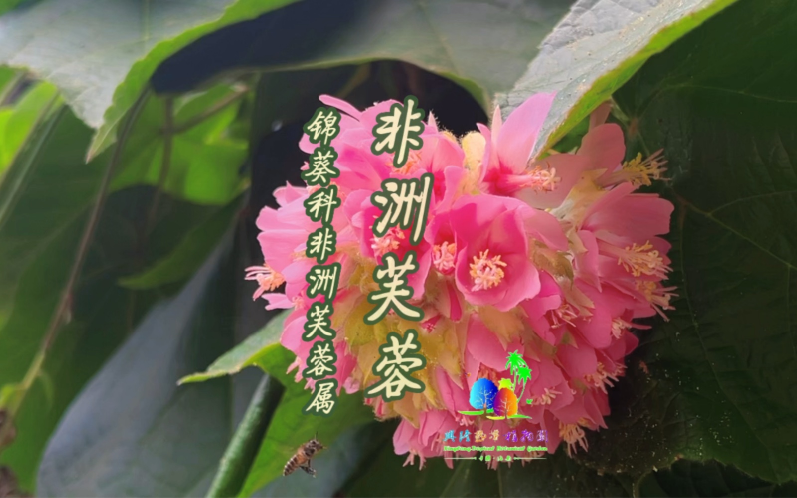 芙蓉草功效和作用(芙蓉草功效大揭秘，让你美白祛斑又抗衰老) ...