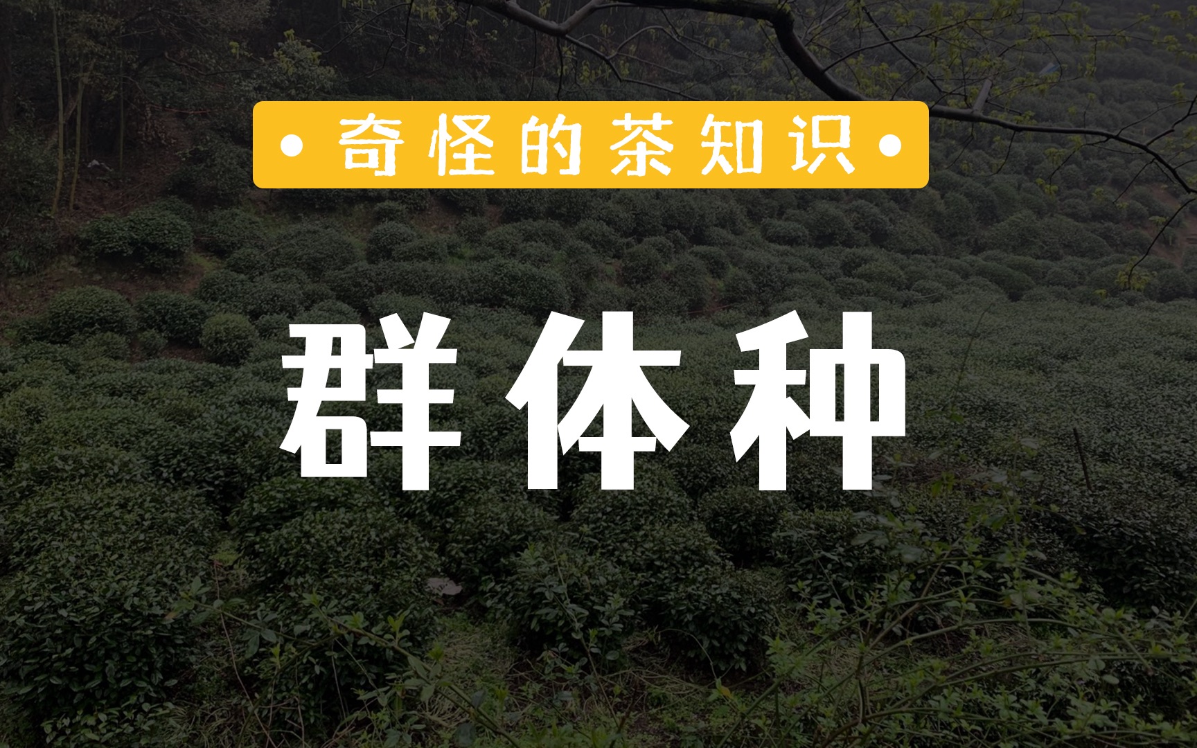 旱山奇功效作用(旱山奇功：神奇的中草药，治疗多种疾病)