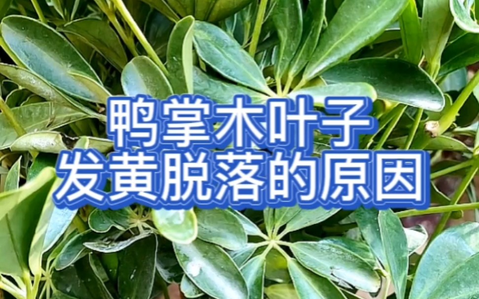 石笔木叶子的功效(石笔木叶子功效大揭秘，祛湿止痛、调理气血) ...