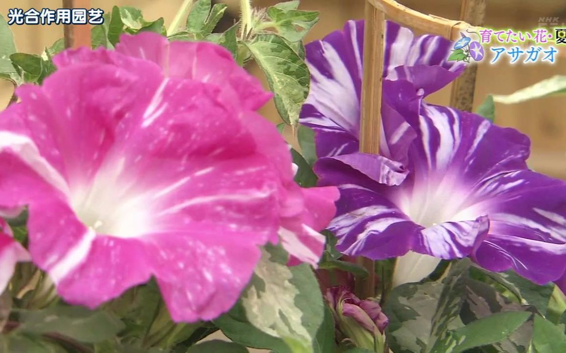 牵牛花子的功效(牵牛花子的功效大揭秘，祛湿润肺、降血压、美容养颜) ...