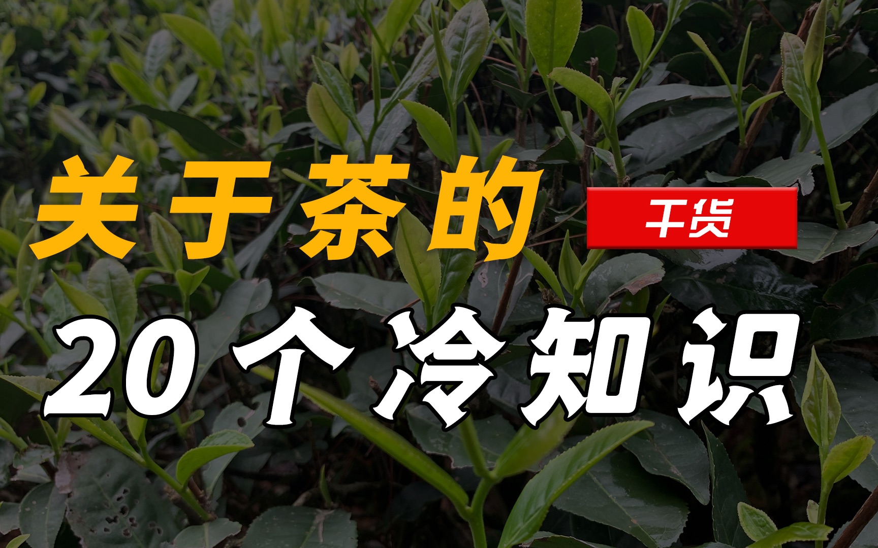 肾金茶功效作用(肾金茶：滋补肾脏，提高免疫力)