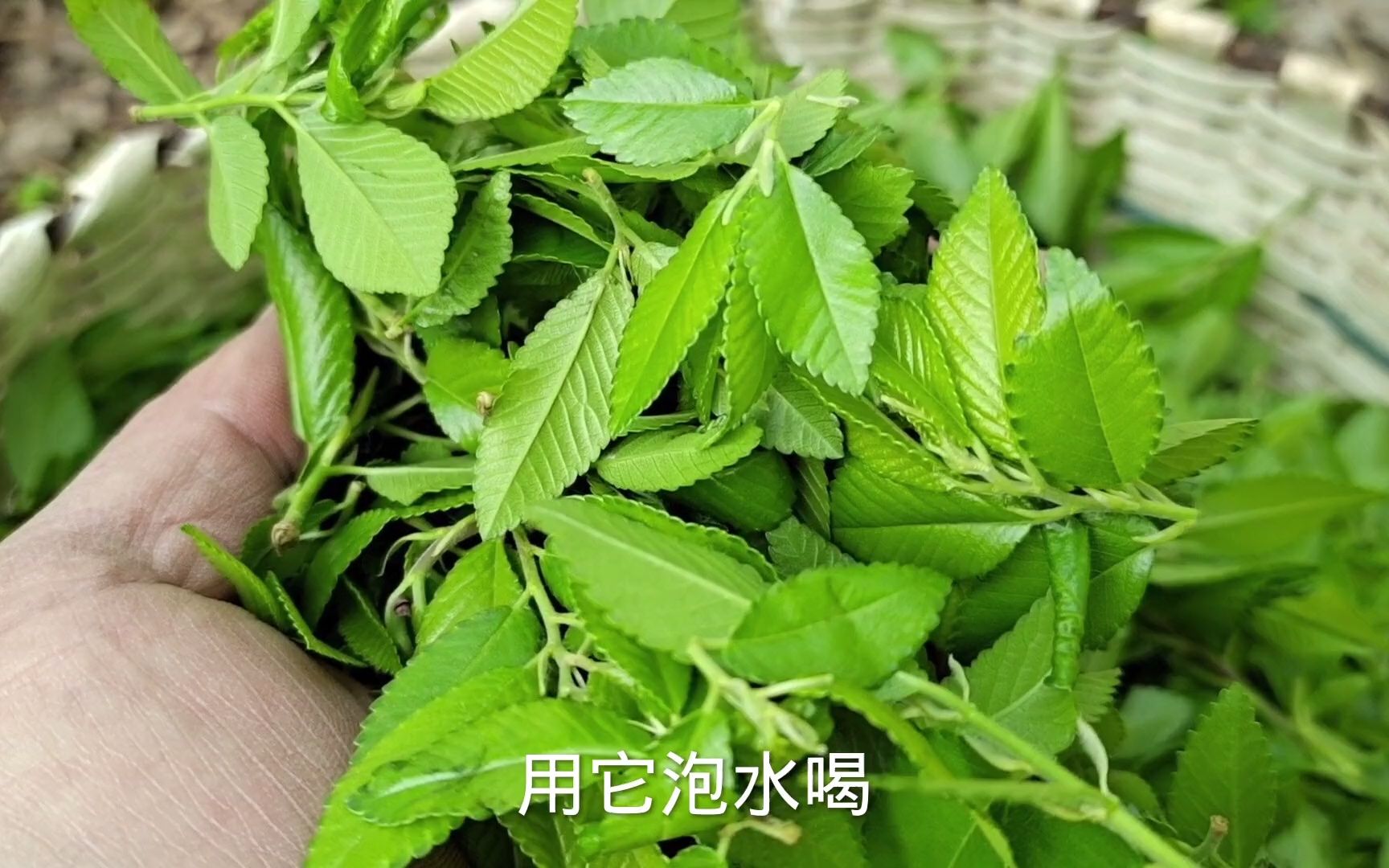 鲜橘皮泡水的功效(鲜橘皮泡水的功效大揭秘)