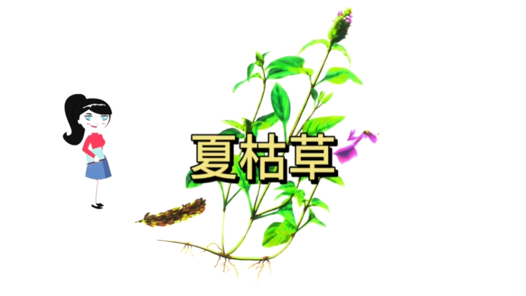 百枯草功效作用(百枯草：祛湿化痰，消肿止痛，养生佳品)