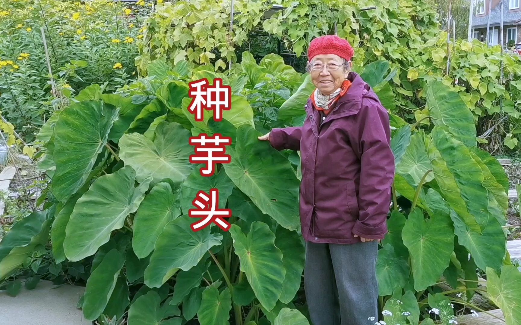 芋头娘的功效(芋头娘的功效及食用方法)