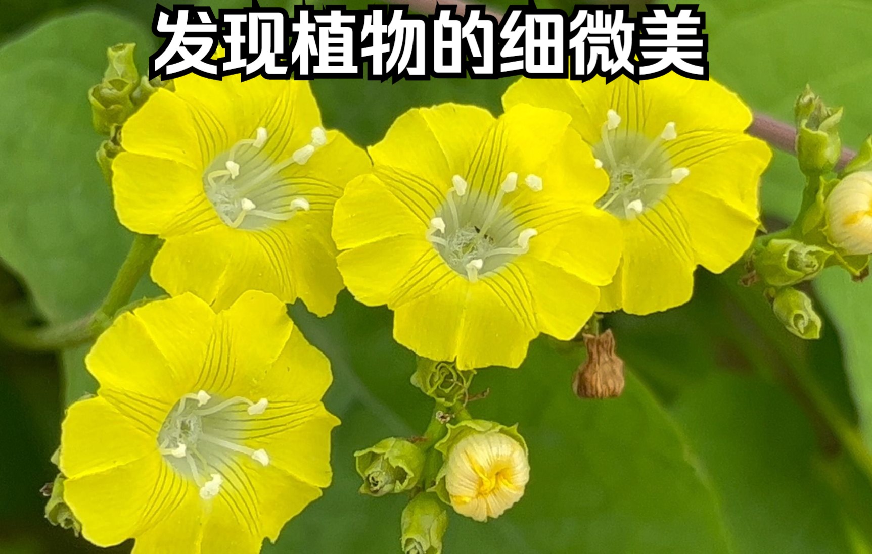 篱栏中药功效(篱栏中药：药材功效全解)