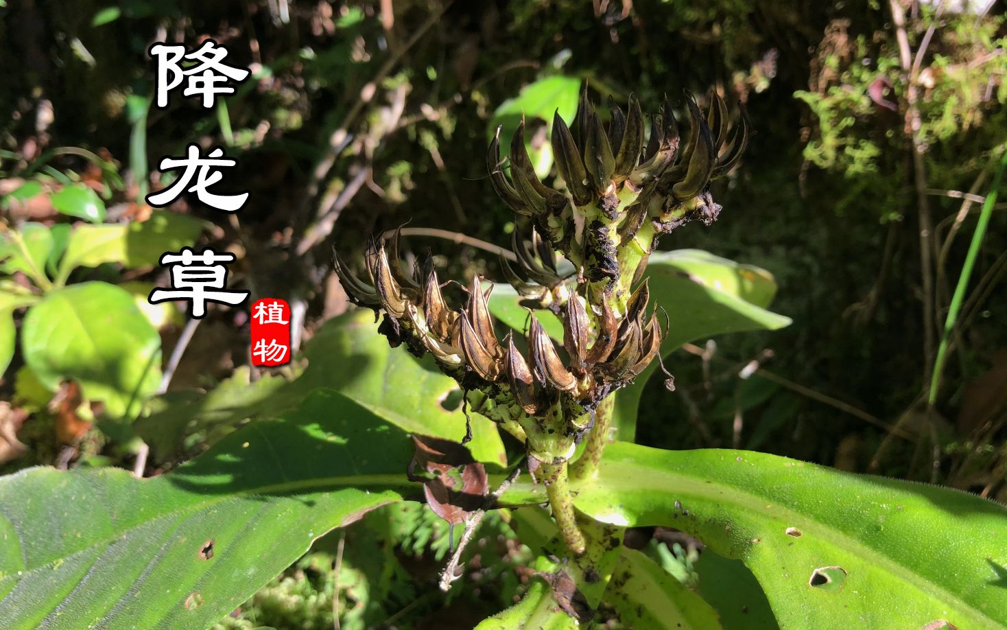 石壁草的功效(石壁草的功效：祛湿、止痛、消肿)