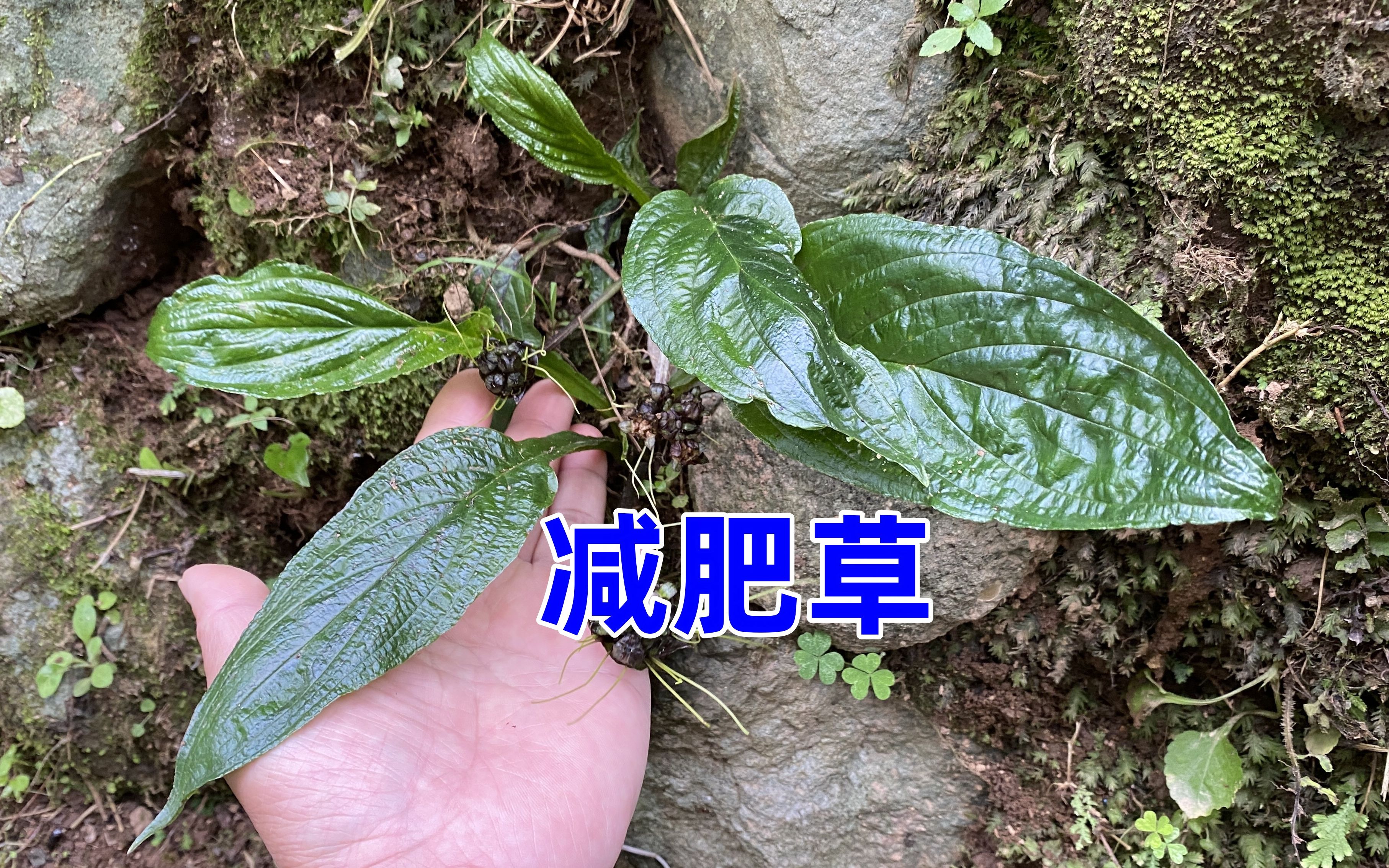 石壁草的功效(石壁草的功效：祛湿、止痛、消肿)