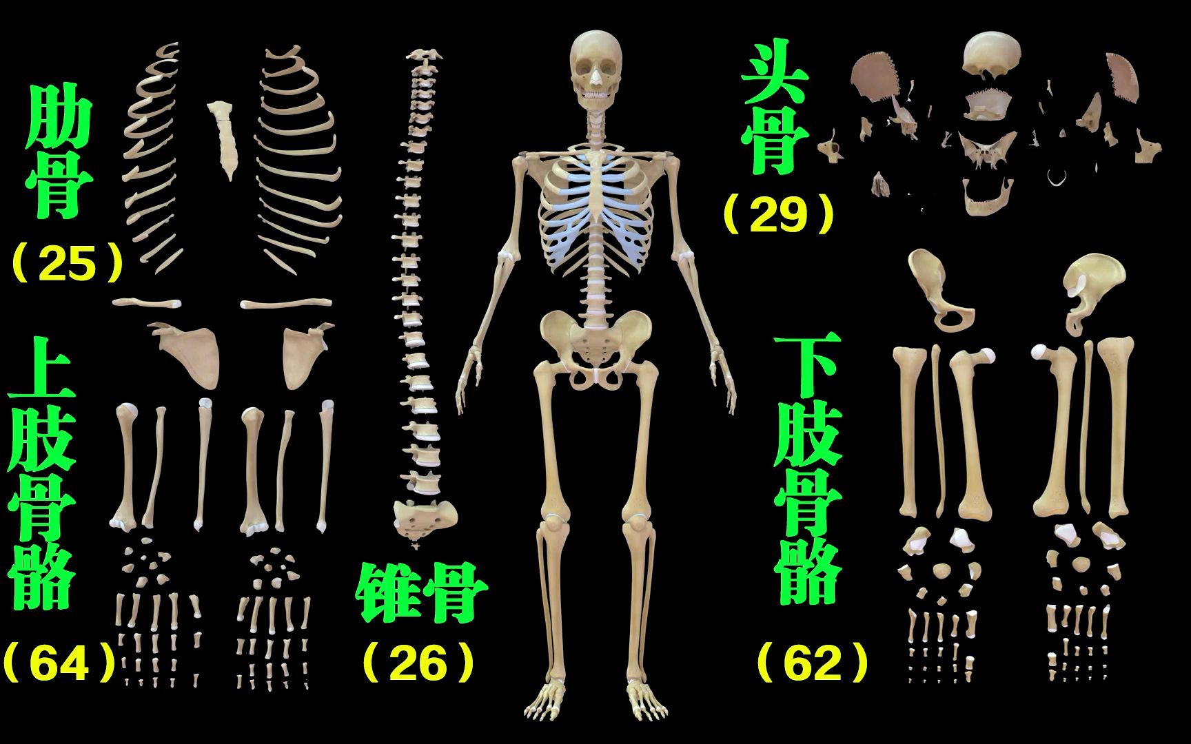 骨骼宝的功效(骨骼宝：强健骨骼，预防骨质疏松)