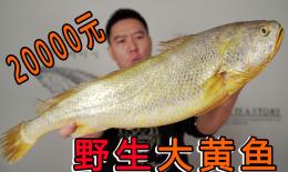 野生黄精泡酒功效(野生黄精泡酒，提高免疫力，延缓衰老)