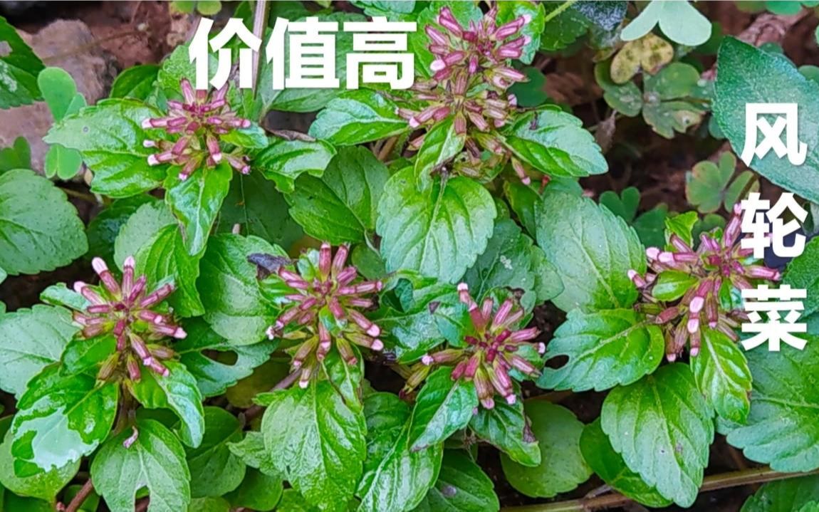 风轮菜的功效(风轮菜的功效大揭秘，让你健康无忧)