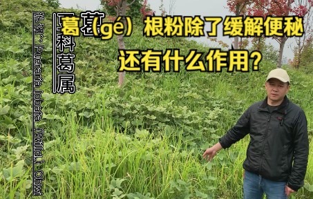 葛腾粉功效(葛腾粉的功效及作用，让你健康又美丽)