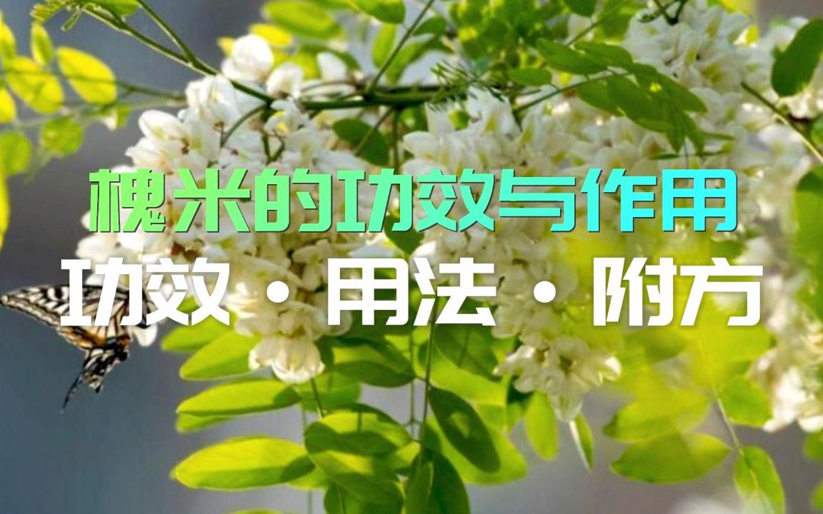 槐米粉的功效(槐米粉的功效大揭秘，让你惊喜不断)