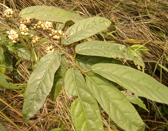 杜茎山