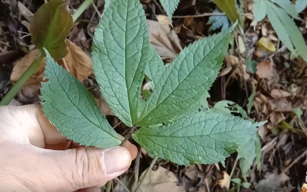 芦山草的功效(芦山草功效大揭秘，让你健康无忧)