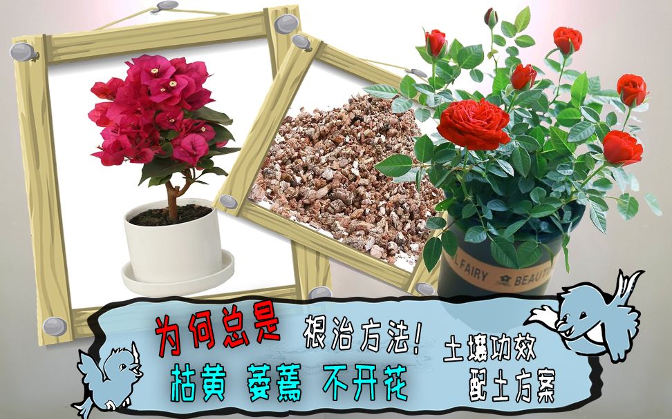 开花豆功效作用(开花豆：美容养颜佳品，降血脂降压利器)