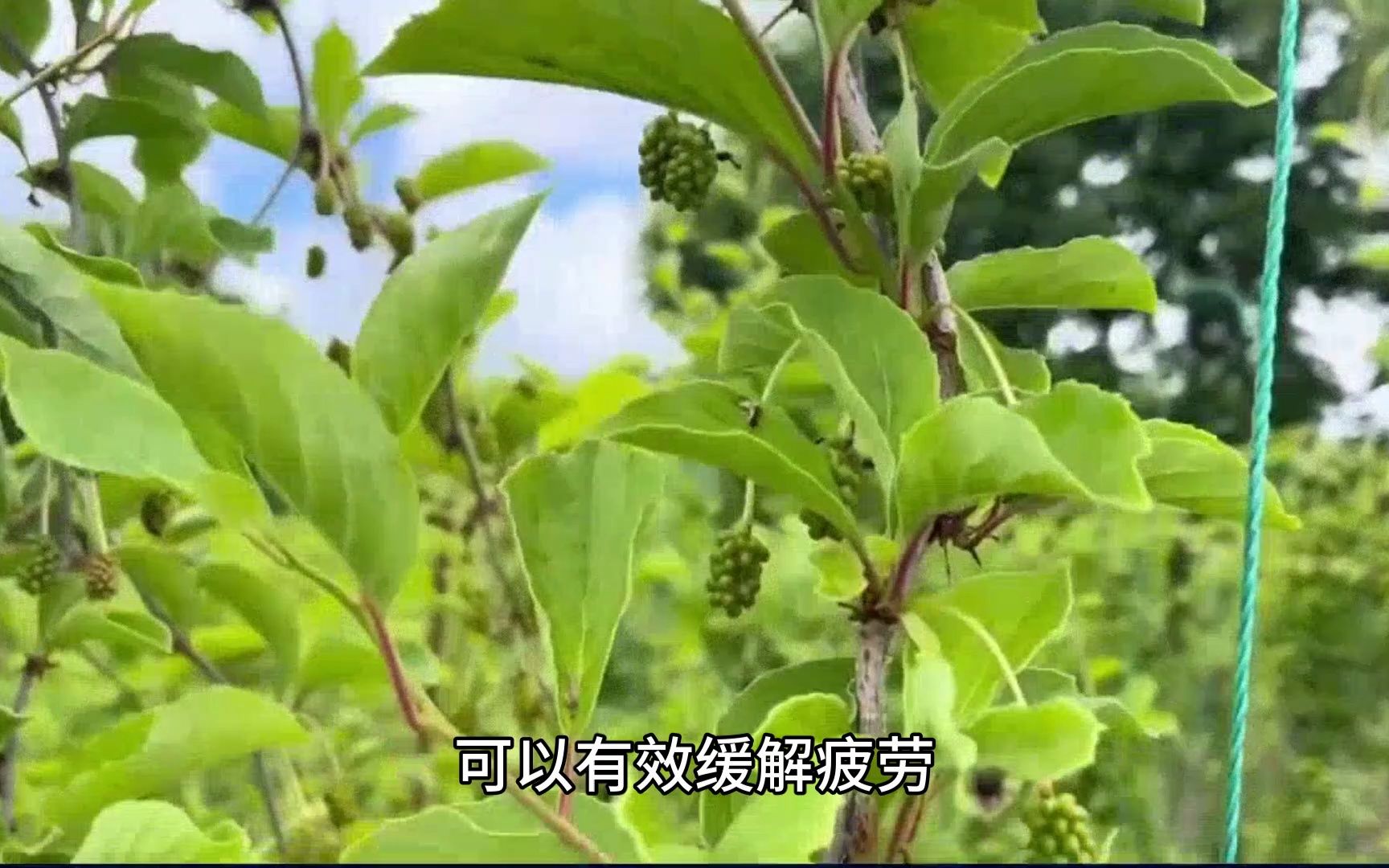 炙五味子的功效与作用(炙五味子：增强免疫力，缓解疲劳)