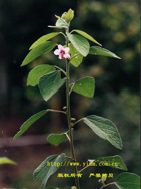 地桃花