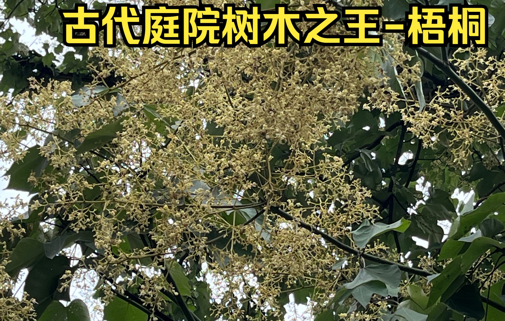 梧桐树花的功效与作用(梧桐花功效大揭秘，美容养颜、清热解毒) ...