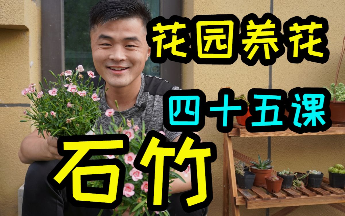 石竹花茶的功效与作用(石竹花茶：美容养颜、清热解毒的好选择) ...