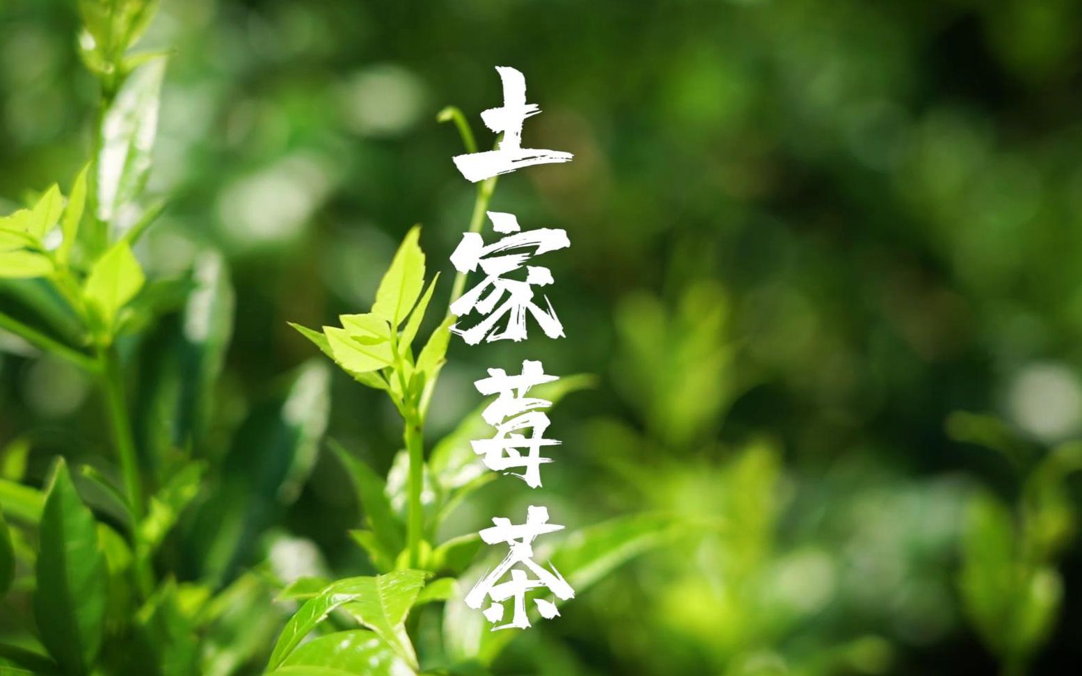 张家界茅岩莓茶功效(张家界茅岩莓茶：美味养生，助消化排毒) ...