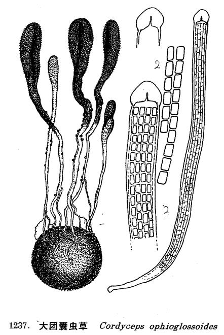 大团囊虫草