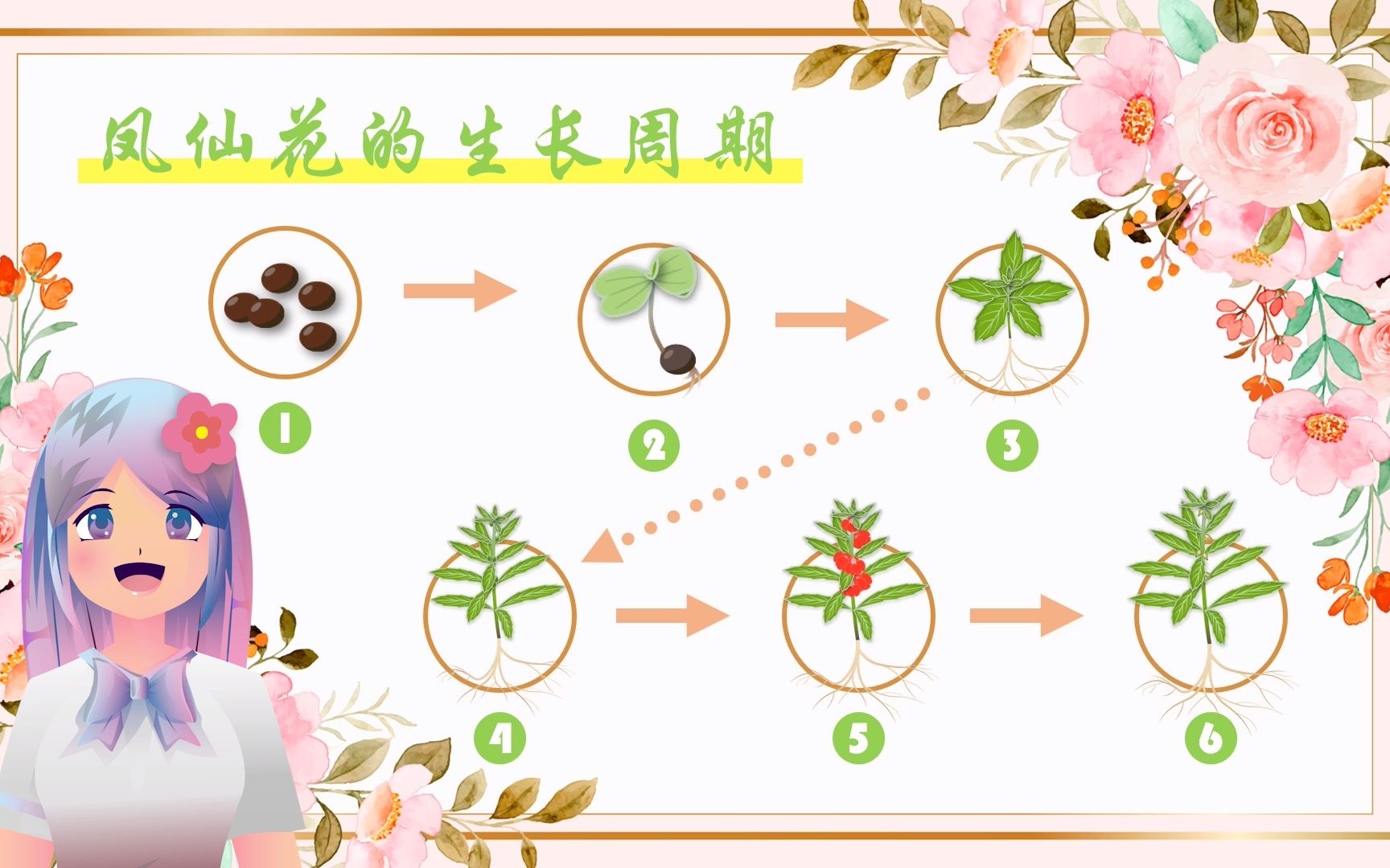 白凤仙花的作用与功效(白凤仙花的功效：美容养颜，抗氧化，降血脂) ...