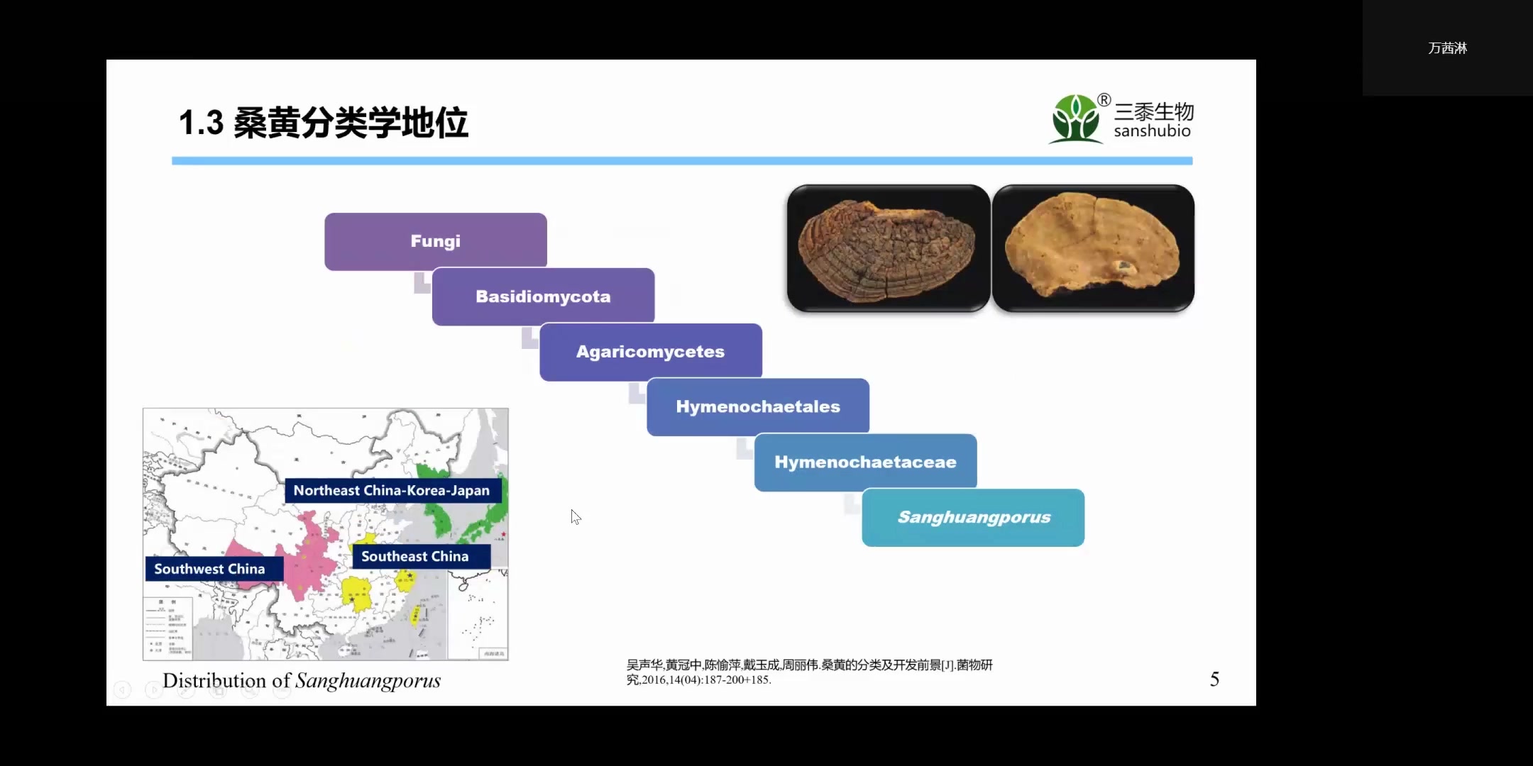 杨树桑黄的功效与作用(杨树桑黄：祛湿止痛，抗菌消炎，益气养血) ...