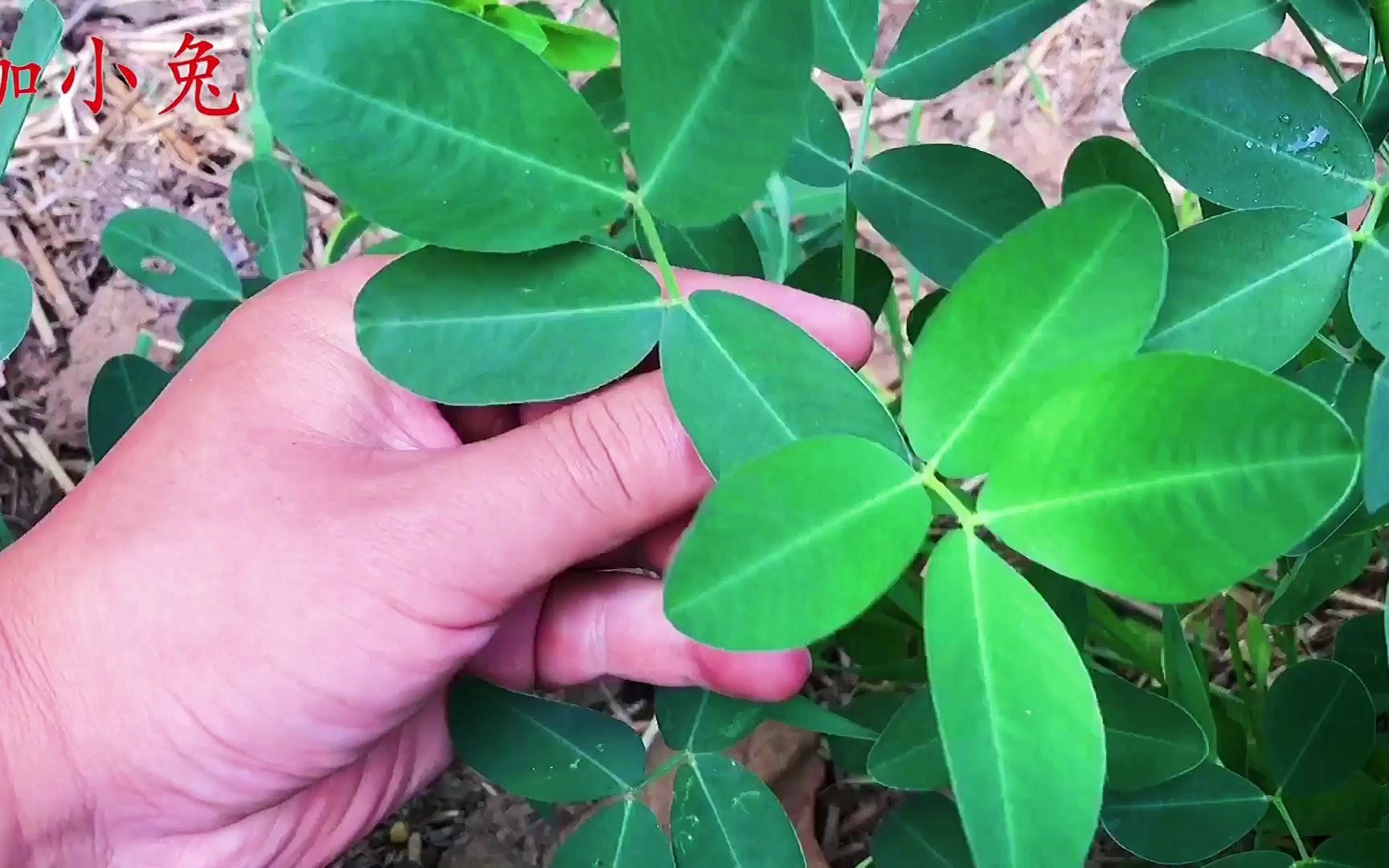 干花生叶的功效与作用(花生叶功效大揭秘，惊人作用让你惊喜) ...