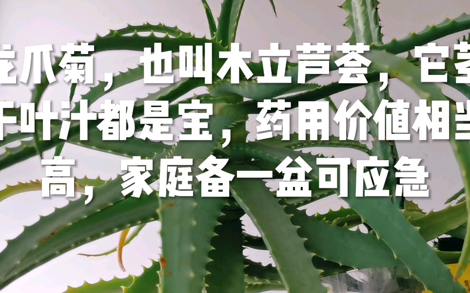 木立芦荟的功效与作用(木立芦荟：天然护肤美容圣品)