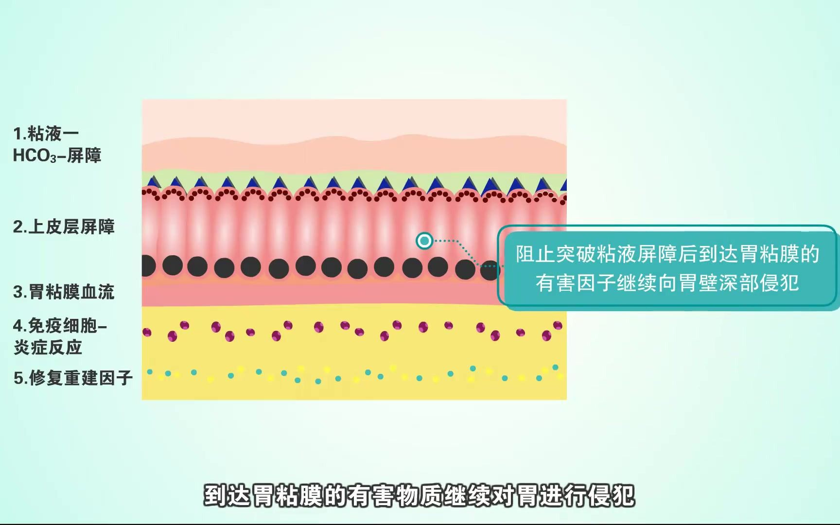 无限极常欣胃功效(无限极常欣胃，缓解胃痛、胃酸、胃胀)