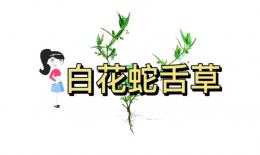 狗舌草的功效与作用(狗舌草功效大揭秘)