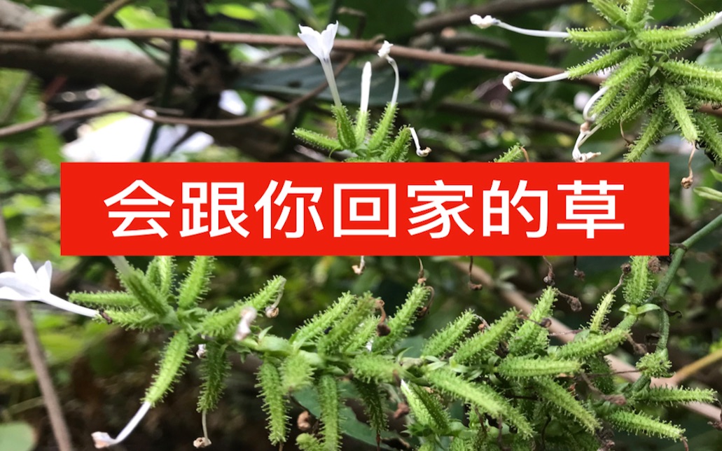 花清丹的功效与作用(花清丹：解毒祛湿、调理身体的好帮手)