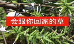 花清丹的功效与作用(花清丹：解毒祛湿、调理身体的好帮手)