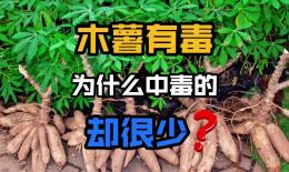 猫尾木薯的功效与作用(猫尾木薯：益生菌、降血糖的好帮手)