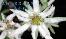 薄雪草