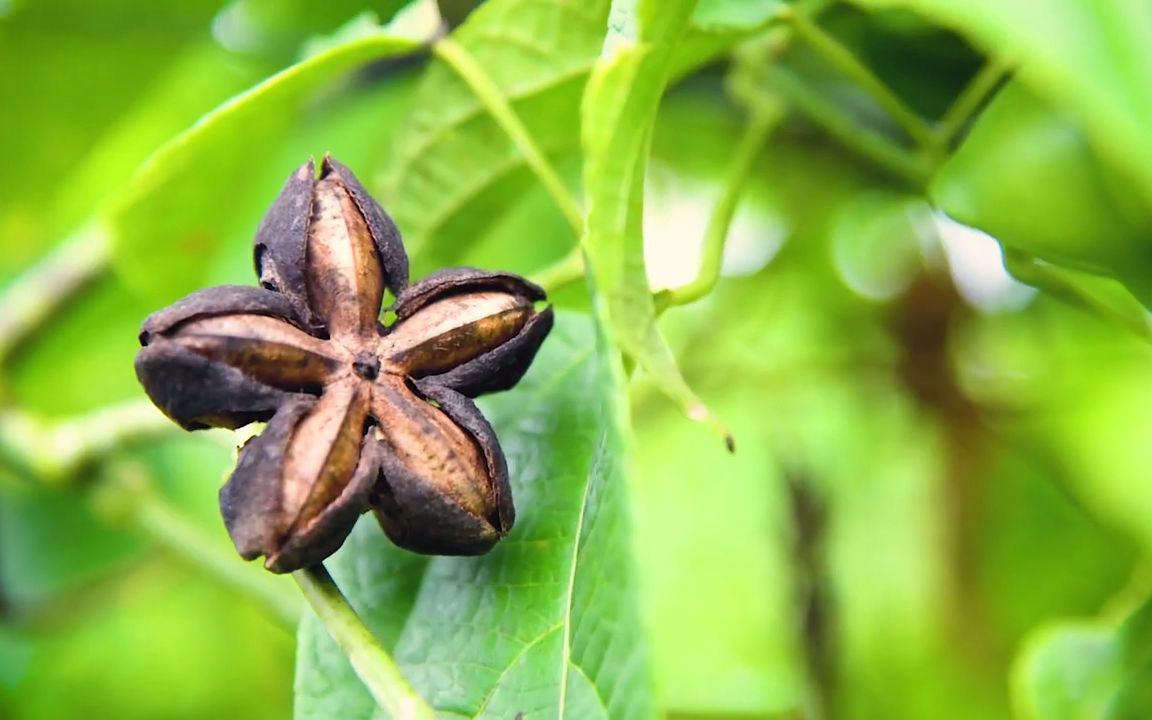 美藤果叶茶的功效(美藤果叶茶：提高免疫力，降低血糖，抗氧化) ...