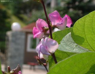 扁豆花