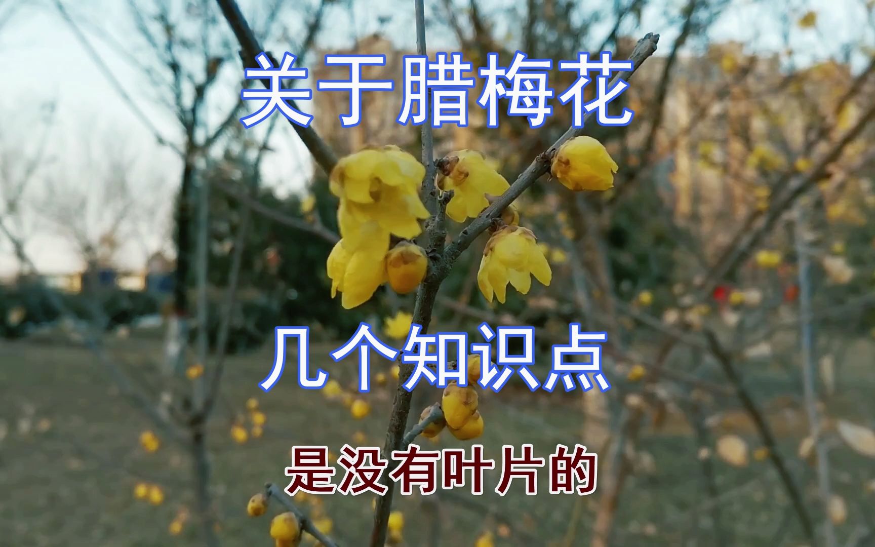 腊梅花茶的功效与作用(腊梅花茶：清肺润喉，抗氧化，养生佳品) ...