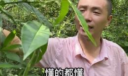三桠苦的功效和作用(三桠苦：祛湿化痰、止咳化痰、清热解毒) ...