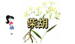 小柴胡冲剂的功效与作用(小柴胡冲剂：缓解疲劳、调节情绪的中药方剂) ...