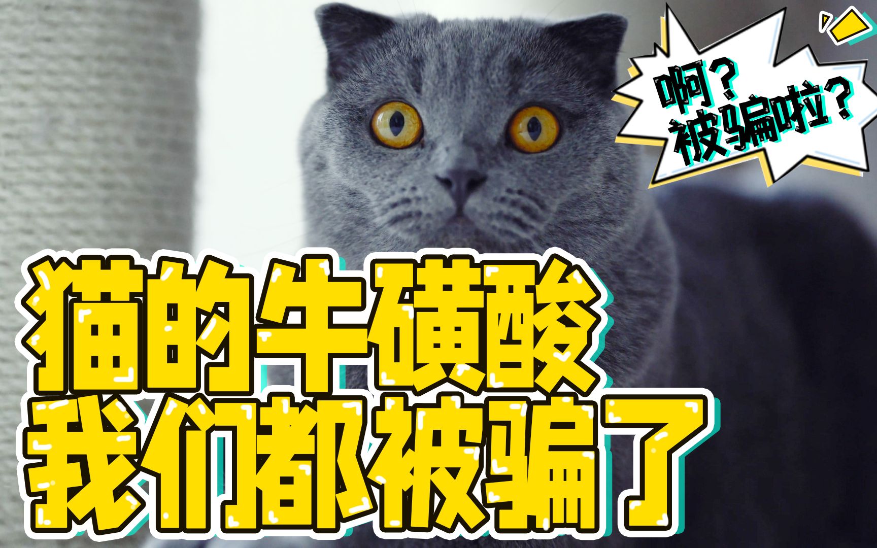 猫牛磺酸的作用和功效(猫牛磺酸：增强记忆力、改善睡眠的天然营养素) ...