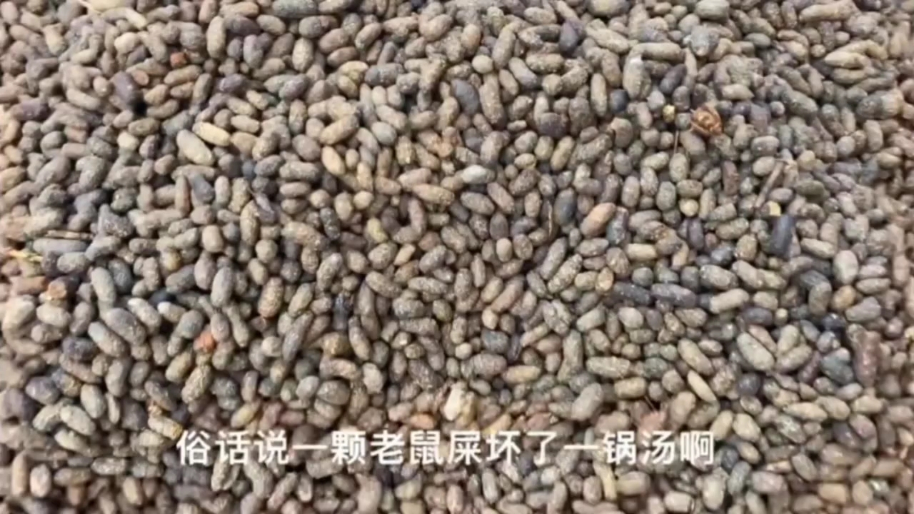 老鼠屎的功效与作用(老鼠屎的神奇功效，让你惊叹)